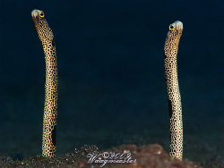 "Looking The Other Way" - 2 Spotted Garden Eels (Heteroco... by Marco Waagmeester 
